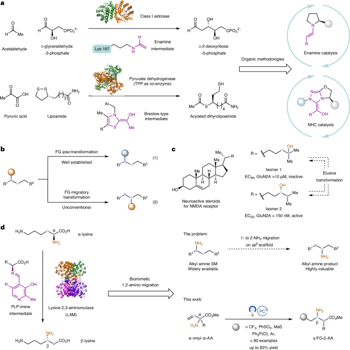 Fig. 1: Biomimetic 1,2-amino migration via photoredox catalysis.
