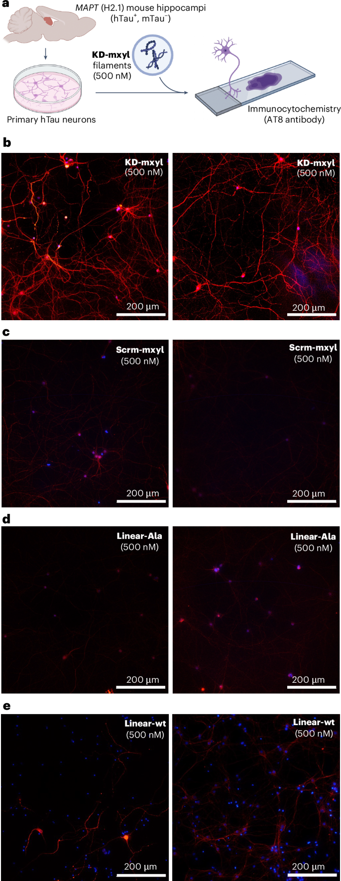 Macrocyclic β-arch peptides that mimic the structure and function of  disease-associated tau folds | Nature Chemistry