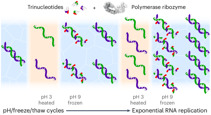 RNA自己複製の再現に成功:生命の起源に迫る(Chemists recreate how RNA might have reproduced for first time)