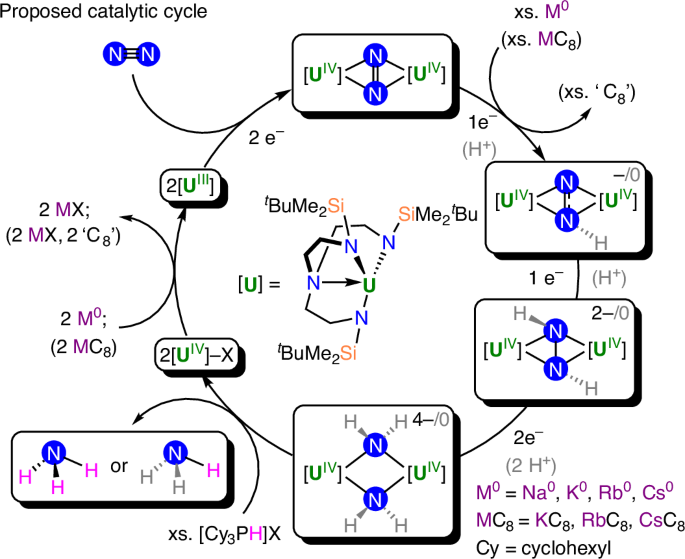 Fig. 4: Proposed catalytic cycles for the DMBSTren uranium–N2 system.