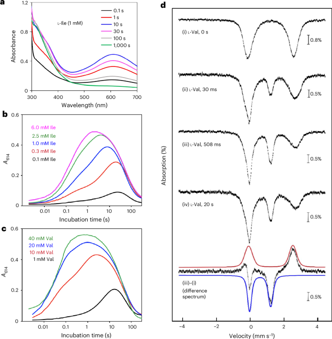 Fig. 2: Substrate-triggered O2 activation by PolF.