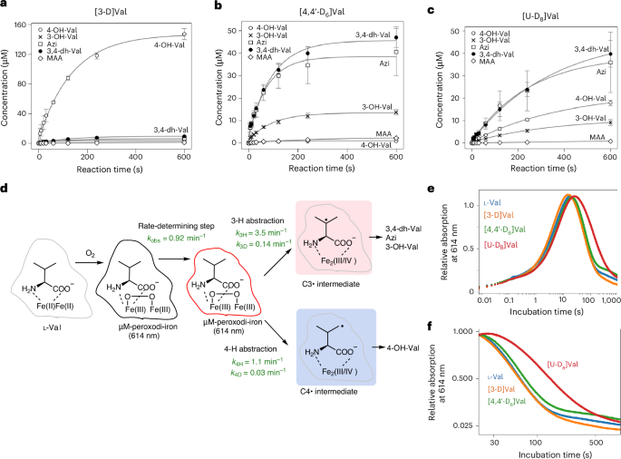 Fig. 3: Mechanistic investigation of PolF catalysis using deuterated l-Val under single turnover conditions.