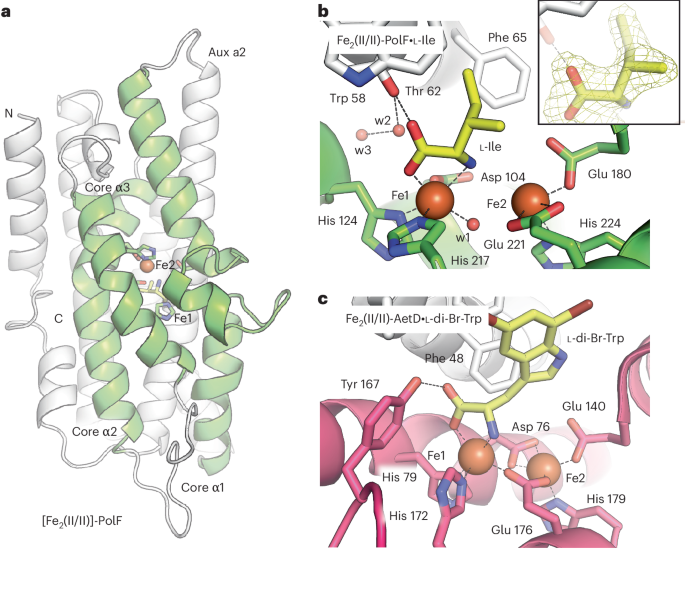Fig. 4: X-ray crystal structures of PolF.