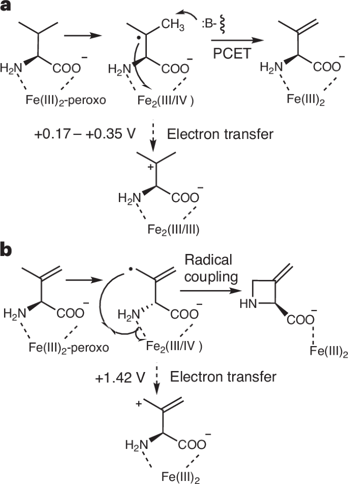 Fig. 6: Mechanism of C–N bond formation.