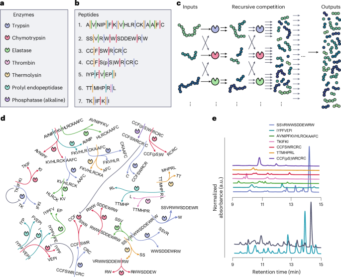 Fig. 1: Design of a recursive enzymatic competition network.