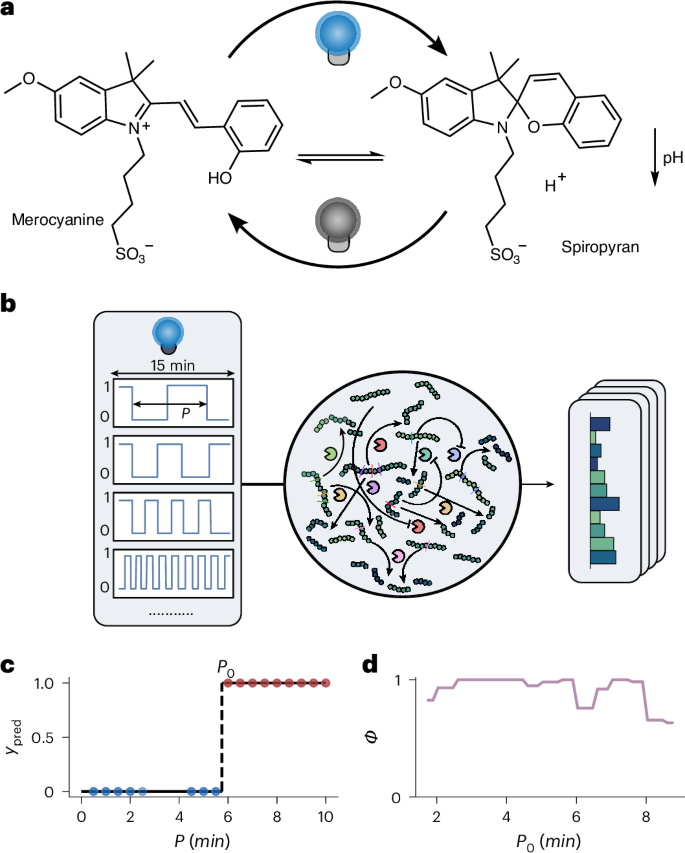 Fig. 4: Extending the network to light-pulse sensitivity.