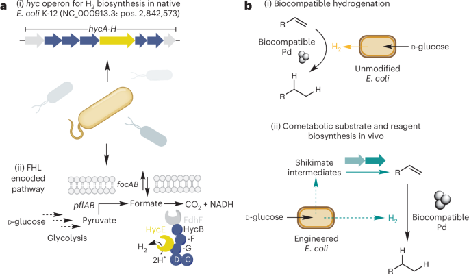 Fig. 1: Native biosynthesis and applications of microbial H2.