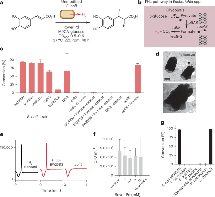 Fig. 2: Biocompatible hydrogenation screen and reaction investigation.