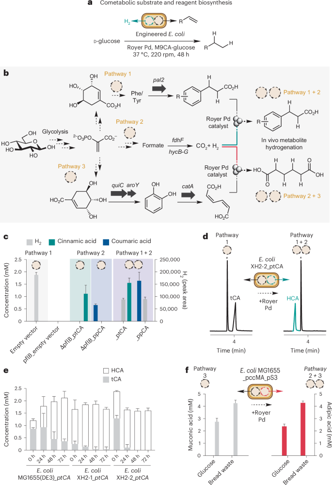 Fig. 4: Metabolic cogeneration of alkene and H2 from D-glucose.