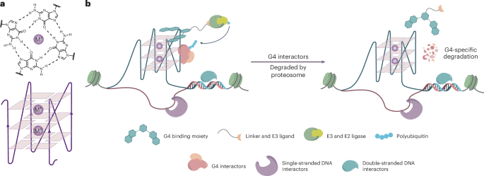 Fig. 1: Schematic for G4L-PROTACs.