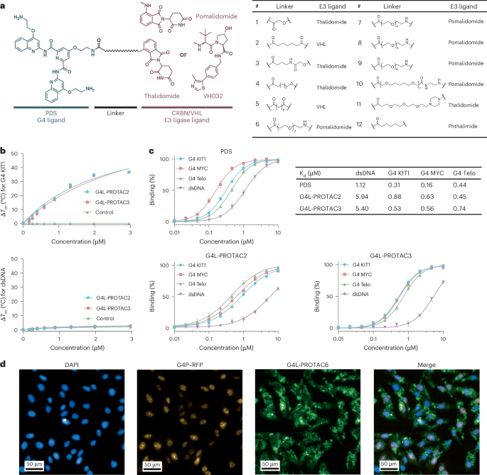 Fig. 2: G4L-PROTACs bind to G4s selectively.