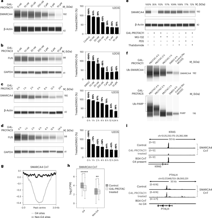 Fig. 3: G4L-PROTACs promotes the proteasomal degradation of G4-binding proteins.