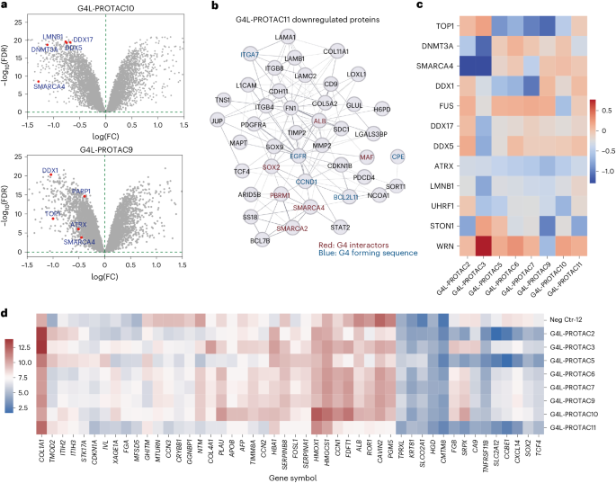 Fig. 4: The degradation profiles of G4L-PROTACs.
