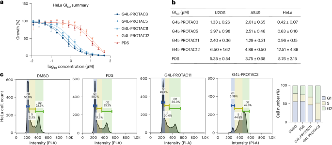 Fig. 5: G4L-PROTACs exhibit enhanced antiproliferative and cell cycle arrest effects.