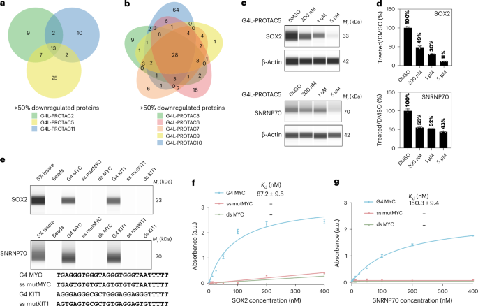 Fig. 6: Identification and validation of additional G4-binding proteins.