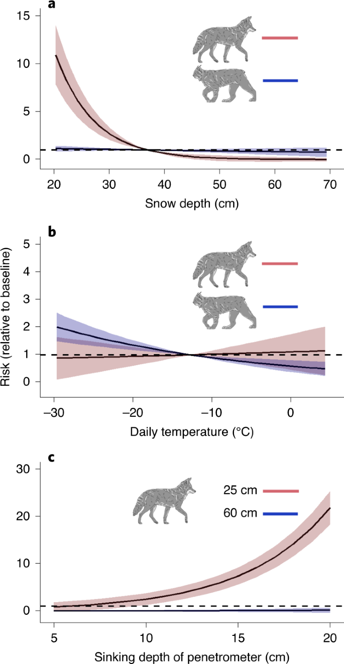 Cougar: Exploring Keystone Species: HHMI BioInteractive