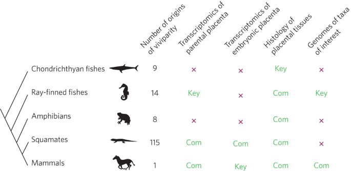 The placenta as a model for understanding the origin and evolution of vertebrate organs | Nature Ecology & Evolution The placenta as a model for understanding the origin and evolution of vertebrate organs | Nature Ecology & Evolution