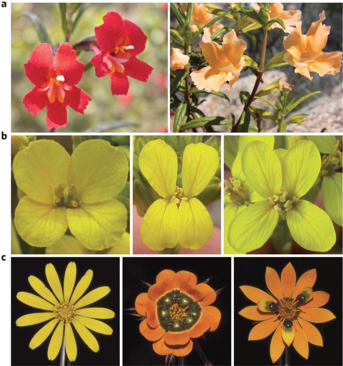 The evo-devo of plant speciation | Nature Ecology & Evolution