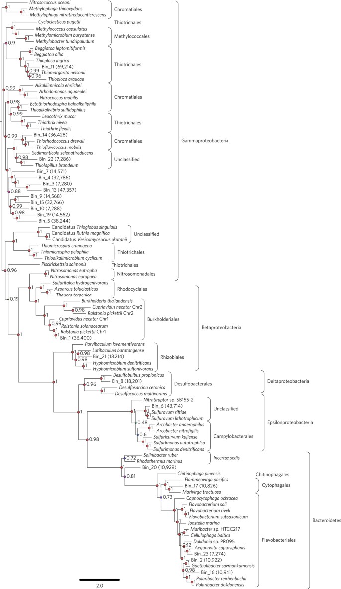 A submarine volcanic eruption leads to a novel microbial habitat | Nature  Ecology & Evolution