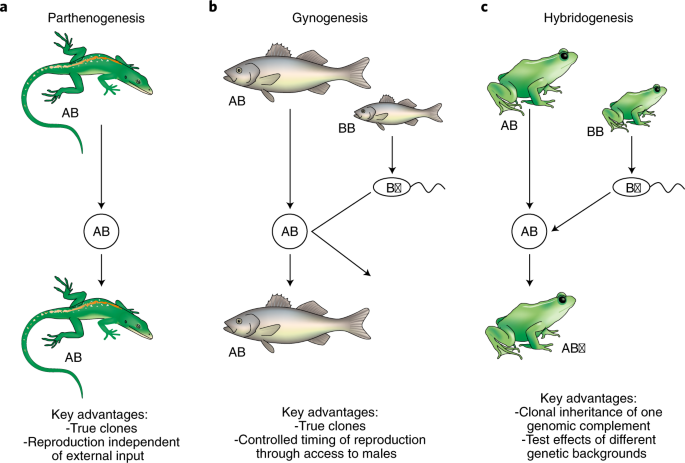 Naturally clonal vertebrates are an untapped resource in ecology and  evolution research | Nature Ecology & Evolution