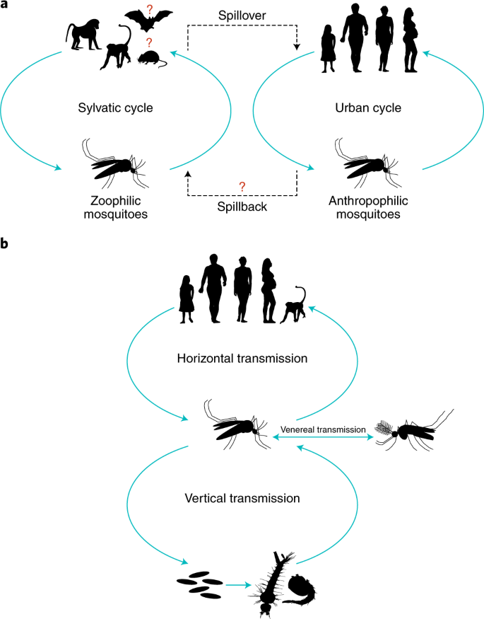 Vector-borne transmission and evolution of Zika virus | Nature Ecology &  Evolution