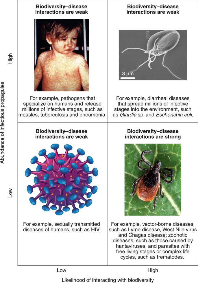 giardia zoonotic disease