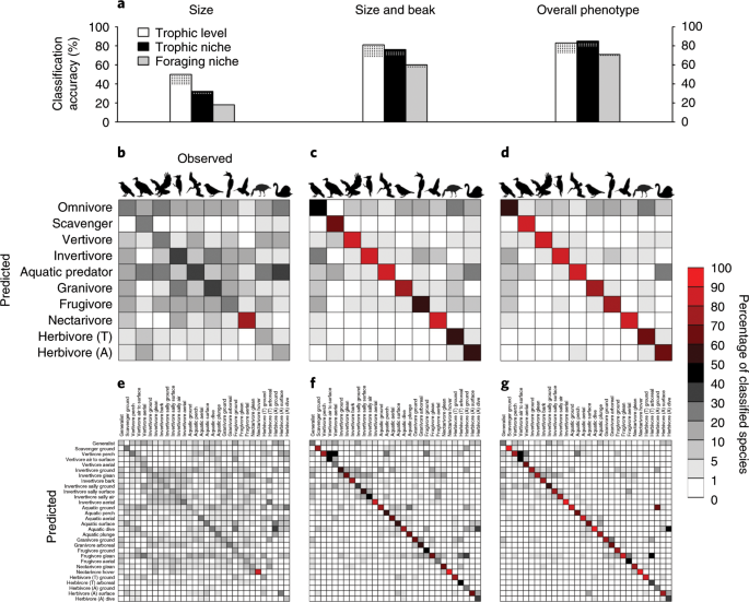 Macroevolutionary Convergence Connects Morphological Form To Ecological Function In Birds Nature Ecology Evolution