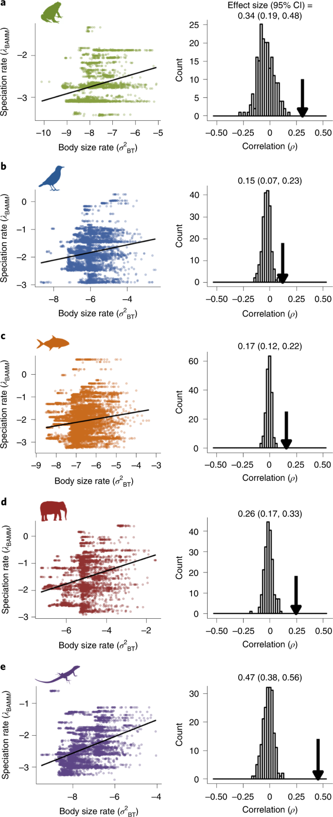 Heterogeneous Relationships Between Rates Of Speciation And Body Size  Evolution Across Vertebrate Clades | Nature Ecology & Evolution Heterogeneous Relationships Between Rates Of Speciation And Body Size  Evolution Across Vertebrate Clades | Nature Ecology & Evolution