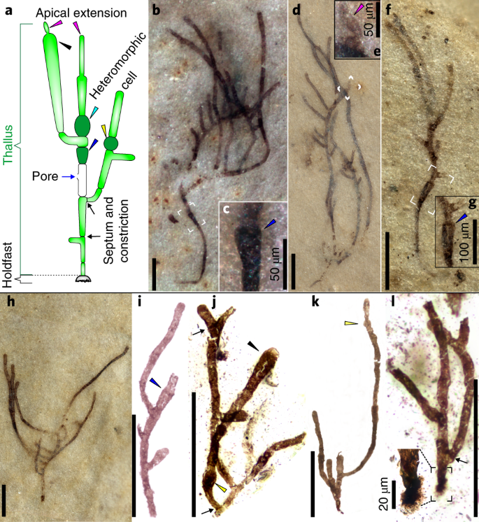 A One Billion Year Old Multicellular Chlorophyte Nature Ecology Evolution