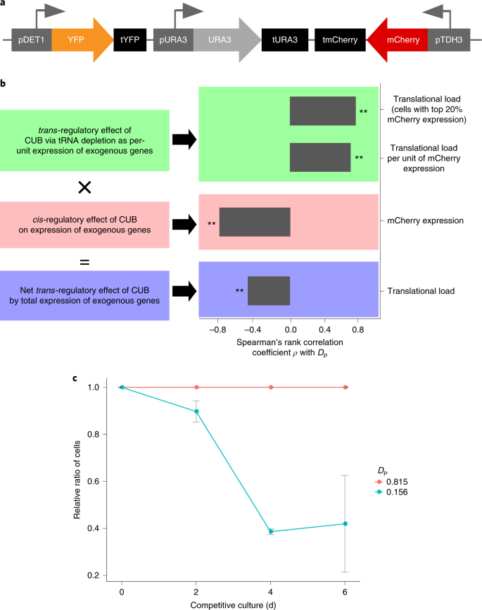 Dissimilation Of Synonymous Codon Usage Bias In Virus Host Coevolution Due To Translational Selection Nature Ecology Evolution