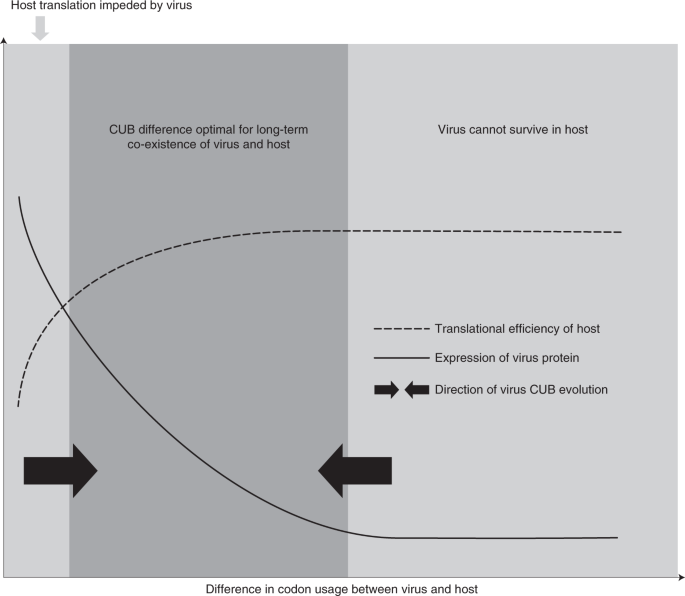 Dissimilation Of Synonymous Codon Usage Bias In Virus Host Coevolution Due To Translational Selection Nature Ecology Evolution