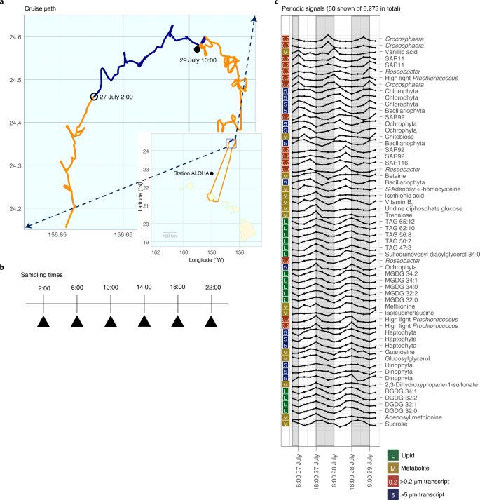 Complex Marine Microbial Communities Partition Metabolism Of Scarce Resources Over The Diel Cycle Nature Ecology Evolution Complex Marine Microbial Communities Partition Metabolism Of Scarce Resources Over The Diel Cycle Nature Ecology Evolution