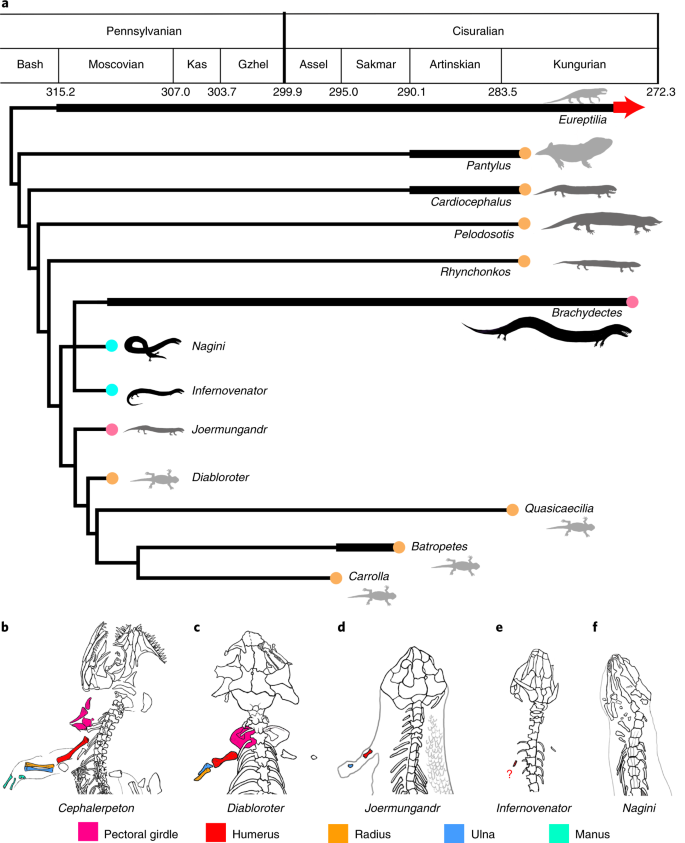 Snake Like Limb Loss In A Carboniferous Amniote Nature Ecology Evolution