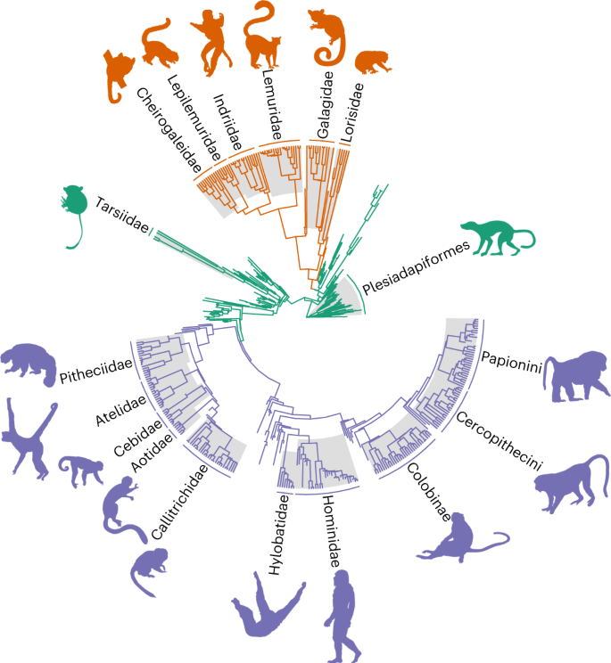 Phylogeny of mammaliaforms (simplified after ref. 18) mapping