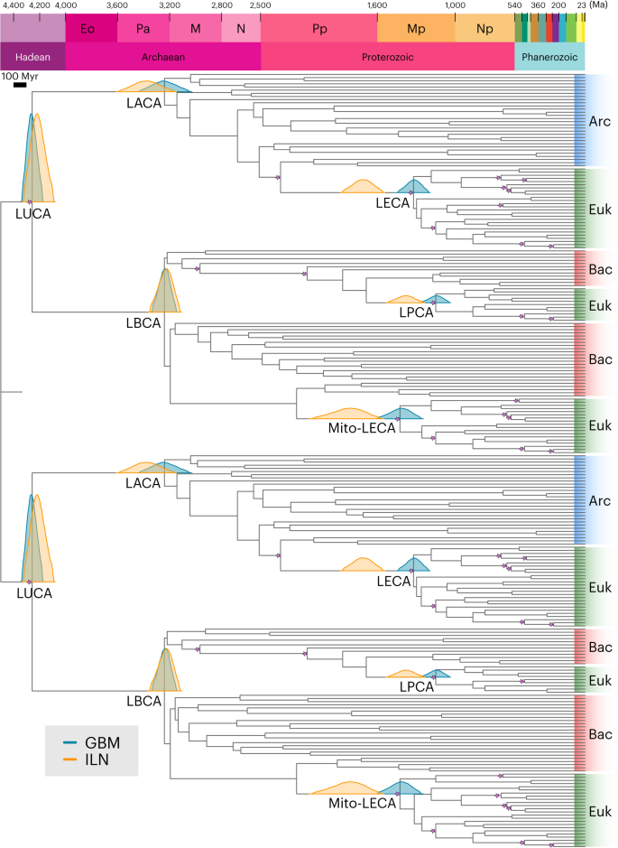 生命最古の祖先のひとつが新たな研究で解明される(Insight into one of life’s earliest ancestors revealed in new study)