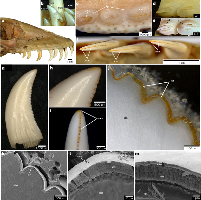 コモドドラゴンは鉄でコーティングされた歯で獲物を引き裂く(Komodo dragons have iron-coated teeth to rip apart their prey)