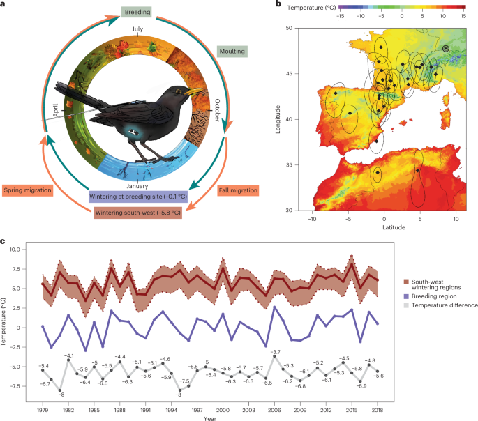 クロウタドリにおける渡り生活のエネルギーコスト(Energetic costs of the migratory lifestyle in blackbirds)