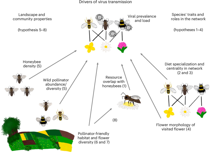 Fig. 1: Hypothesized drivers of virus transmission via plant–pollinator interactions and landscape effects.