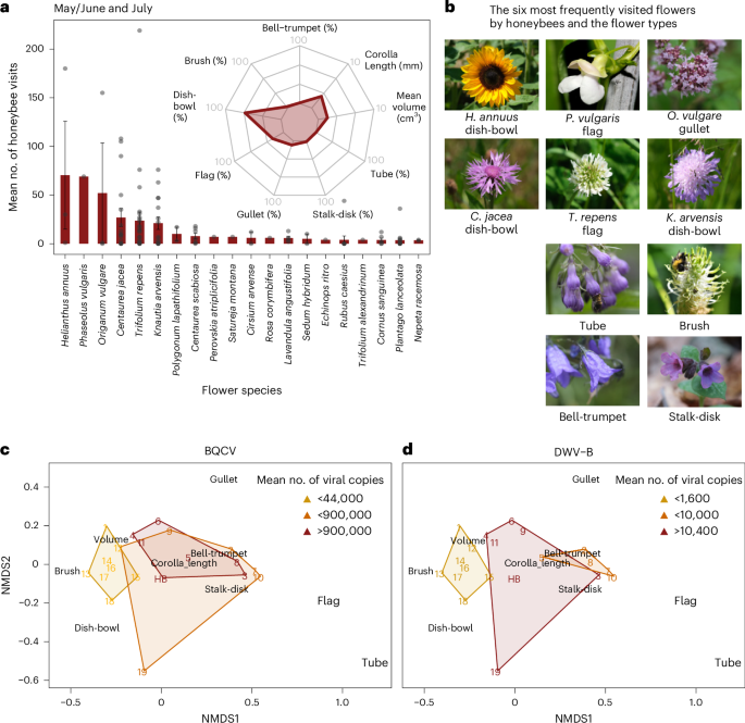 Fig. 4: Visited plants and their flower traits.