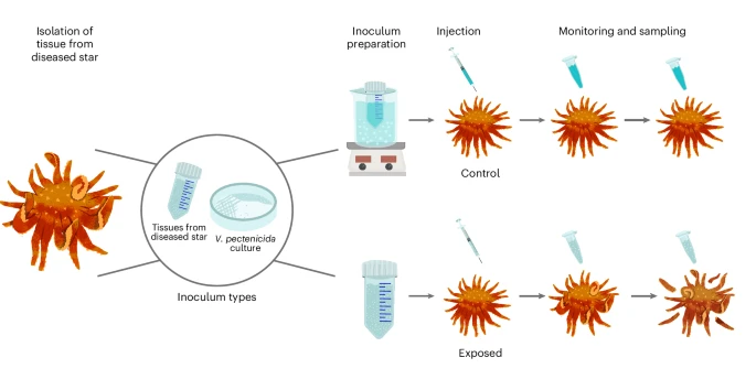 Fig. 2. Diagram of exposure experiment process using treated and untreated Vibrio pectenicida bacteria and diseased tissues. (Prentice et al., 2025)