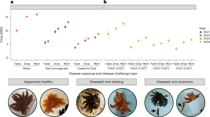 Fig. 3. Chart of disease progression in sunflower sea stars using different methods of exposure to SSWD. Visual representations of disease symptoms are displayed below. (Prentice et al., 2025)