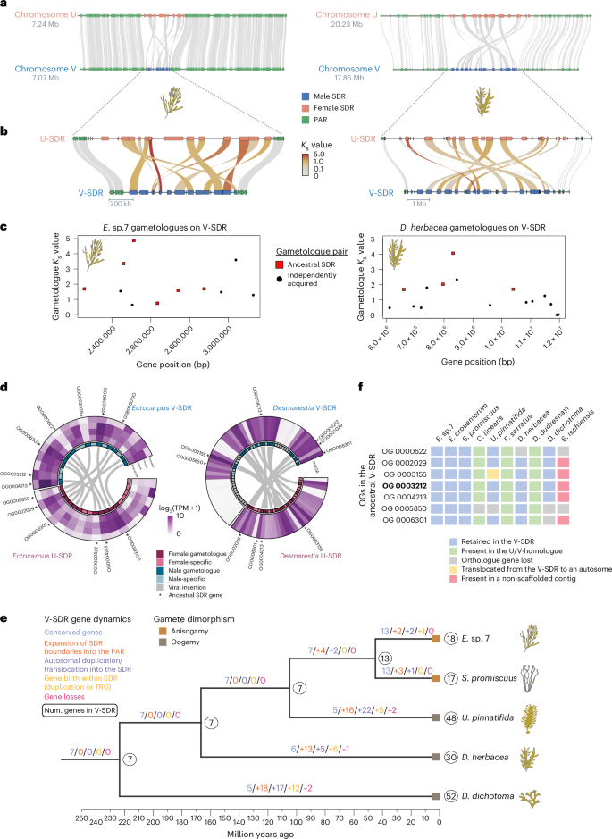 Fig. 2: Lineage-specific U/V-SDR expansion from an ancestral SDR and its association with sexual dimorphism.