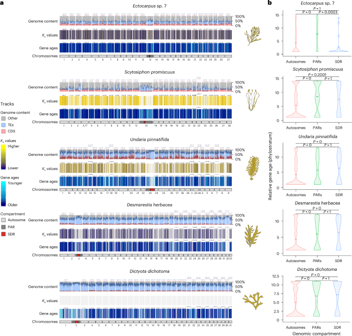 Fig. 3: The U/V sex chromosomes are enriched in taxonomically restricted genes.