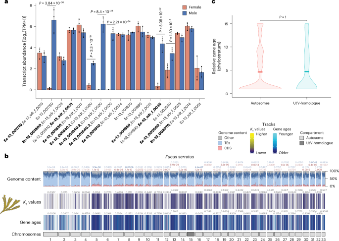Fig. 5: Transition from haploid to diploid sex determination.
