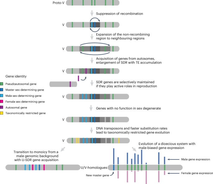 Fig. 6: Hypothetical model for U/V sex chromosome evolution.