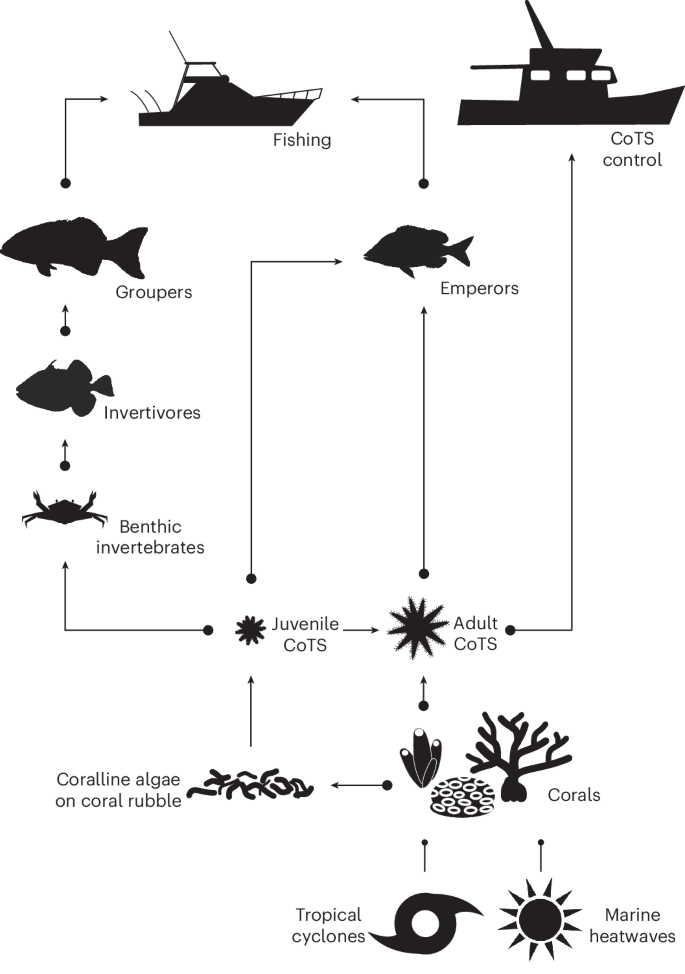 Fig. 1: Schematic representation of the food web structure within the CoCoNet model, plus influences from environmental extremes (tropical cyclones and marine heatwaves) and human interventions (fisheries and CoTS control).