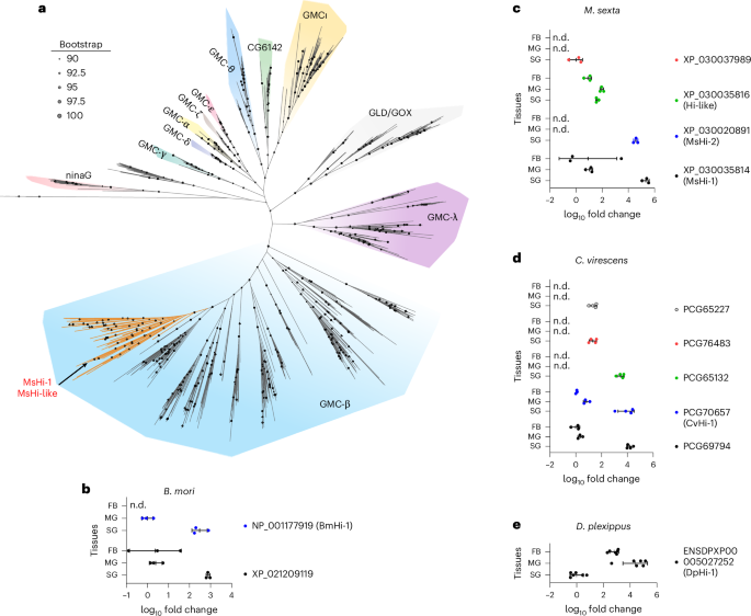 Fig. 1: Phylogeny of lepidopteran GMC oxidoreductase proteins and tissue-specific expression profiles of putative Hi genes.