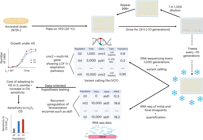 Fig. 1: Experimental approach.