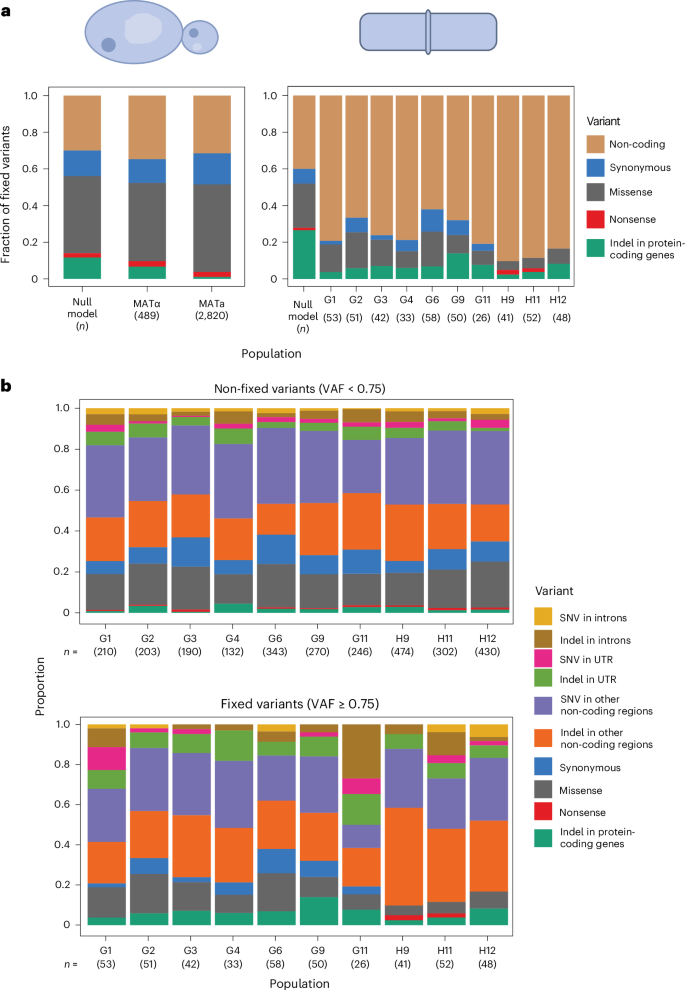 Fig. 2: Evolution spectra and fixed mutation biases in budding and fission yeasts.