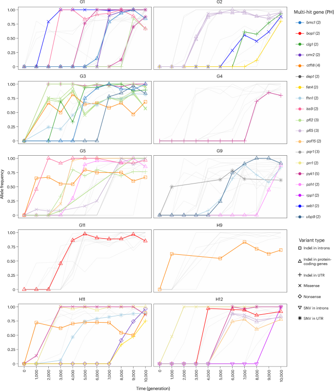 Fig. 3: Time series of the allele frequencies of hits in evolved S. pombe populations and multi-hit genes.